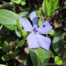 Vinca minor 'Valentin'-1L