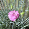 Dianthus 'Pink Celebration' 2L
