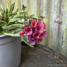 Pulmonaria Raspberry Splash 4L