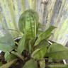 Pulmonaria 'Blue Ensign' 4L