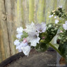 Pulmonaria 'Opal' 4L