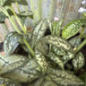 Pulmonaria 'Opal' 4L