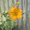 Geum 'Totally Tangerine' 4L