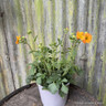 Geum 'Totally Tangerine' 4L