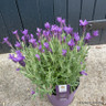 Lavender 'Anouk' (Lavandula) Large (3L)