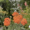 Achillea 'Terracotta' 1ltr