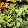 Geranium pratense 'Splish Splash' 1ltr