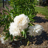 Peony lactiflora 'Immacule' (Peonia) 3ltr pot