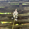 Tiarella 'Jeepers Creepers' 3ltr pot