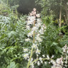 Tiarella 'Jeepers Creepers' 3ltr pot
