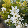 Exochorda macrantha 'The Bride'- 1.2m trellis
