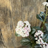 Viburnum tinus 'Lisa Rose' 7.5L