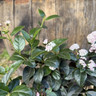 Viburnum tinus 'Lisa Rose' 7.5L