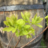 Cotinus coggygria 'Lemon Lady' 3L