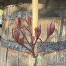 Cotinus coggygria 'Wine Craft' 3L