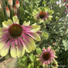 Echinacea purpurea 'Green Twister' 3ltr pot
