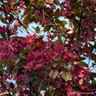 Malus toringa Scarlet 8/10cm