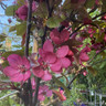 Malus toringa Scarlet 8/10cm