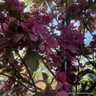Malus toringa Scarlet 8/10cm