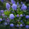 Ceanothus 'Skylark' (20L) 1.2-1.5m cane