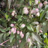 Clematis montana 'Elizabeth' - 150-175cm on cane