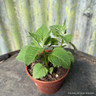 Bergamot 'Apple Blossom' 11cm