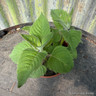 Bergamot 'Apple Blossom' 11cm