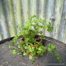 Chervil (11cm)