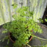 Chervil (11cm)