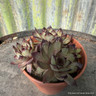Houseleek Amethyst 11cm
