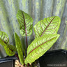 Rumex sanguineus 1 ltr