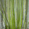 Juncus effusus 1 ltr
