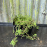 Myriophyllum red stem 1 ltr OXY