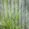 Carex muskingumensis 3 ltr