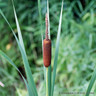 Typha gracilis 1 ltr