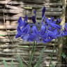 Agapanthus 'Northern Star' - 3ltr pot
