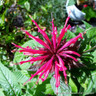 Monarda 'Elsie's Lavender' (Bergamot) 1ltr pot