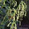 Phygelius x rectus 'Moonraker' (Cape Fuchsia) 1ltr pot