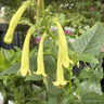 Phygelius x rectus 'Moonraker' (Cape Fuchsia) 1ltr pot