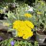 Achillea 'Moonshine' 1ltr pot