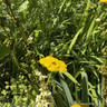 Achillea 'Moonshine' 1ltr pot