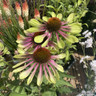 Echinacea purpurea 'Green Twister'-1L
