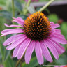 Echinacea purpurea 'Magnus' 1ltr