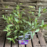 Gaura lindheimeri 'The Bride' 1ltr pot