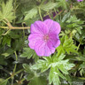 Geranium 'Blushing Turtle' 3ltr