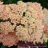 Achillea 'Summer Fruits Salmon'-1L