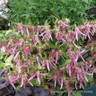 Campanula Pink Octopus 1ltr pot