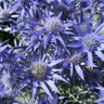 Eryngium nanum 'Blue Hobbit' 1ltr pot