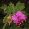 Geranium macrorrhizum 'Czakor' 1ltr