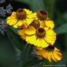 Helenium 'Tip Top' 1ltr pot